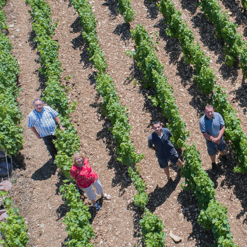 vignoble-dauny-weinberg